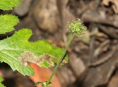 Sanicula hoffmannii