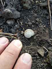 Sonorella anchana
