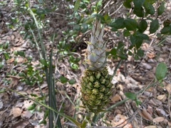 Ananas
