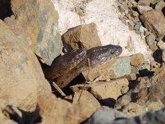 Thamnophis validus