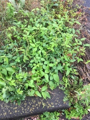 Amphicarpaea edgeworthii