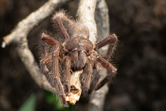 Encyocrates raffrayi