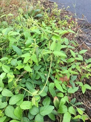 Amphicarpaea edgeworthii