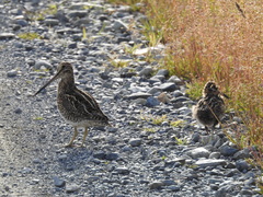 Gallinago magellanica