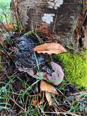 Phellinus pomaceoides