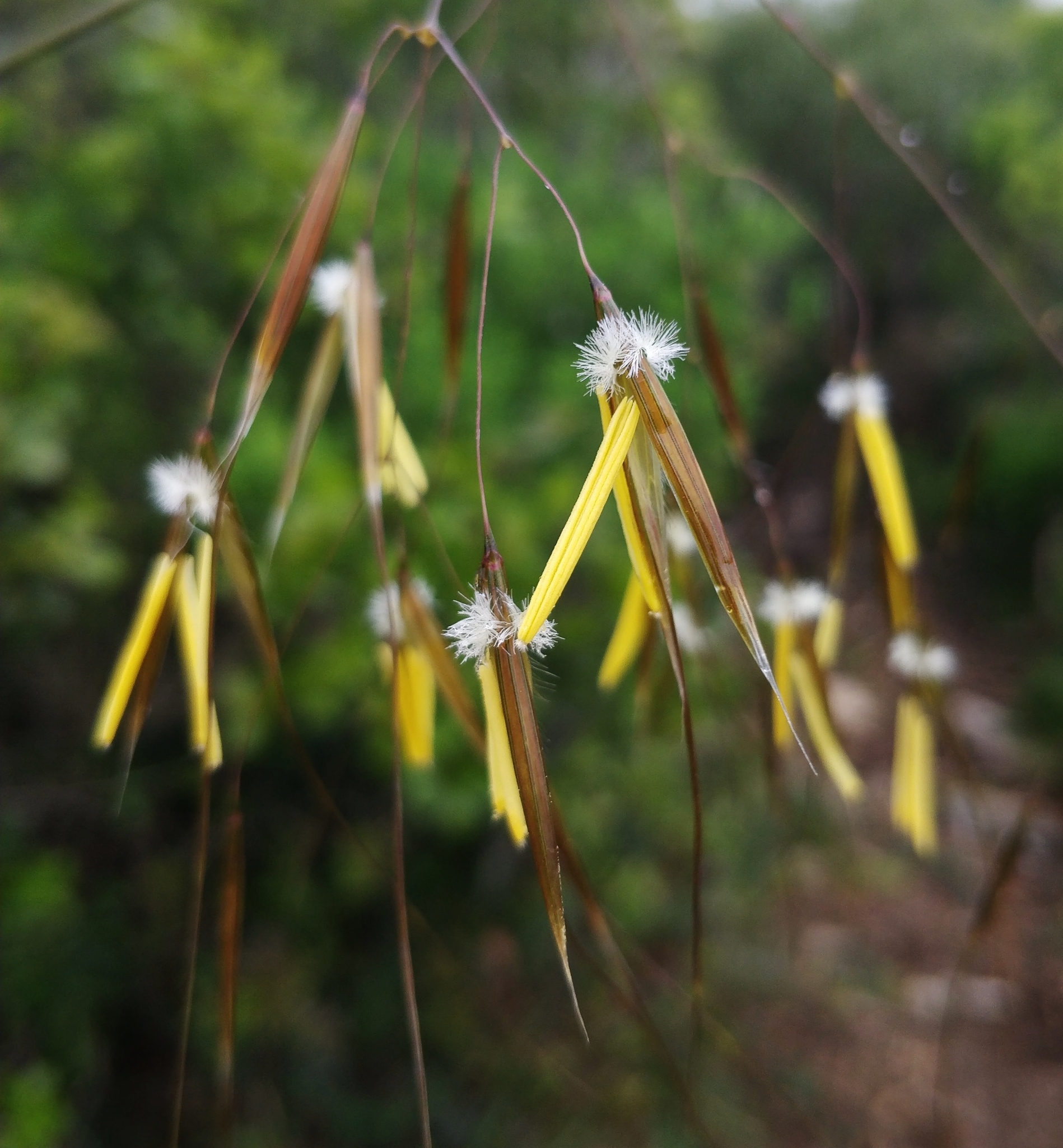 Celtica gigantea