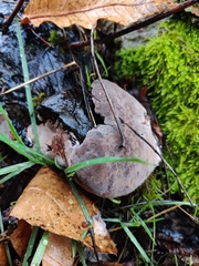 Phellinus pomaceoides