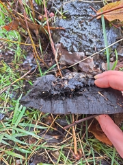 Phellinus pomaceoides