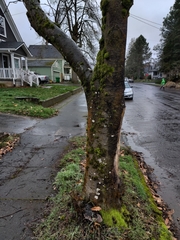 Phellinus pomaceoides