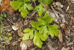 Sanicula hoffmannii