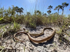 Philodryas nattereri