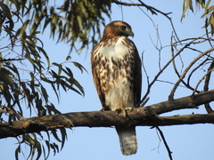 Buteo jamaicensis