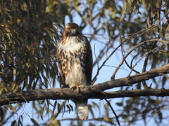 Buteo jamaicensis