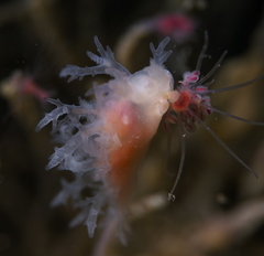 Dendronotus