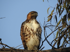 Buteo jamaicensis