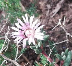 Trichodiadema gracile