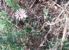 Trichodiadema gracile