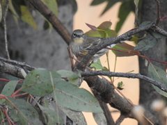 Setophaga coronata auduboni