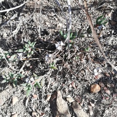 Trichodiadema gracile