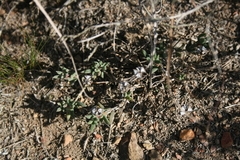 Trichodiadema gracile