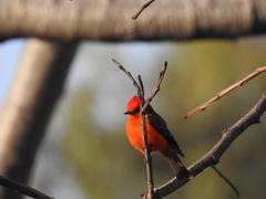 Pyrocephalus rubinus