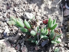 Trichodiadema gracile