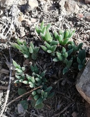 Trichodiadema gracile