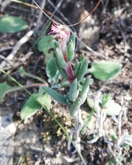 Trichodiadema gracile