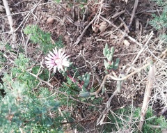 Trichodiadema gracile