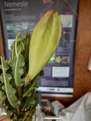 Pachycarpus concolor concolor