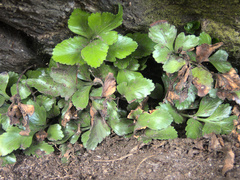 Asplenium pauperequitum