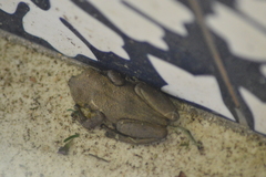 Itapotihyla langsdorffii