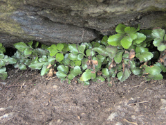 Asplenium pauperequitum