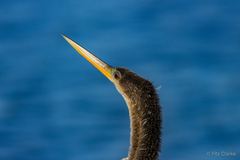 Anhinga anhinga leucogaster