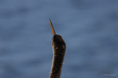 Anhinga anhinga leucogaster