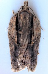 Acleris youngana