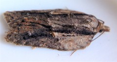 Acleris youngana