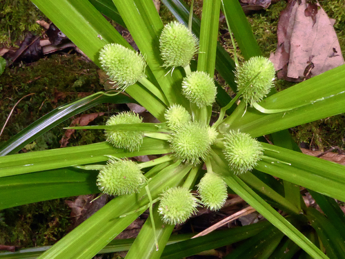 Cyperus macrophyllus observed 2017-09-29