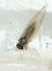 Bactericera minuta
