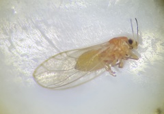 Bactericera minuta