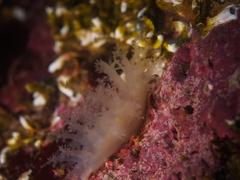 Dendronotus