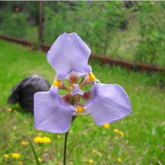 Phalocallis coelestis