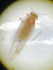 Bactericera minuta