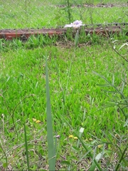 Phalocallis coelestis