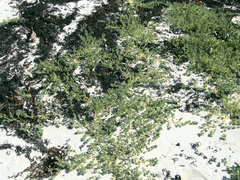 Atriplex billardierei