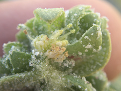 Atriplex billardierei