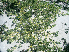 Atriplex billardierei