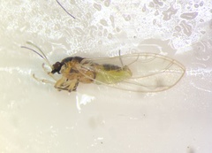 Bactericera minuta