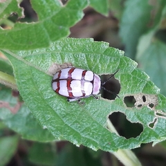 Alagoasa decemguttata
