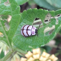 Alagoasa decemguttata